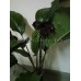 Орхидея Такка Черная